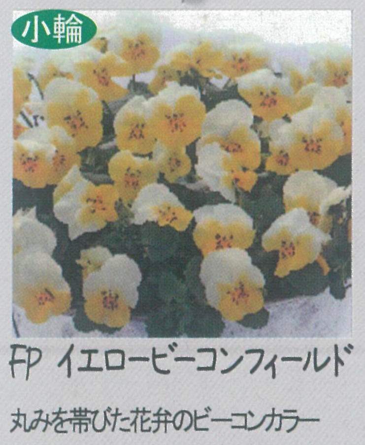 【先行予約商品】【産直】【送料1/2】ビオラ FP イエロービーコンフィールド 3.5号24入り